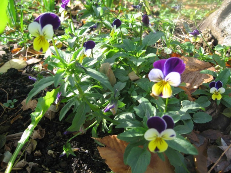 hmgedibleflower.jpg