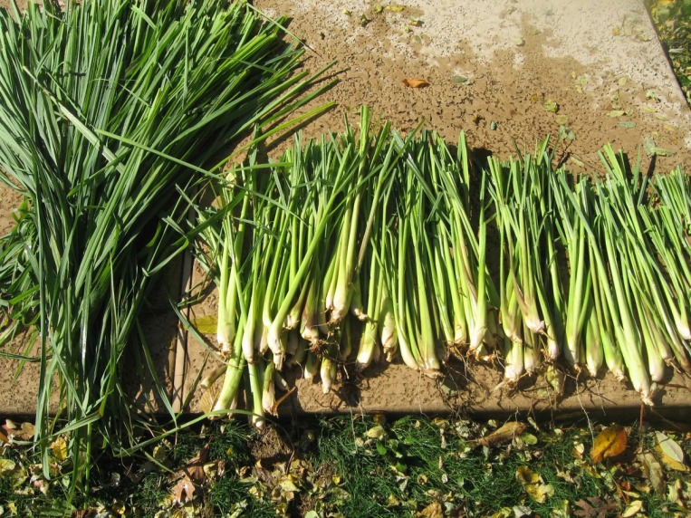 hmglemongrassnov.jpg