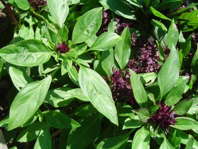 ocimum basilicum siam queen 03 2008.jpg