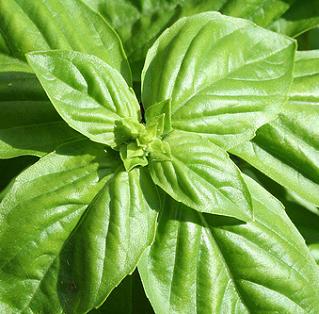 basil.jpg