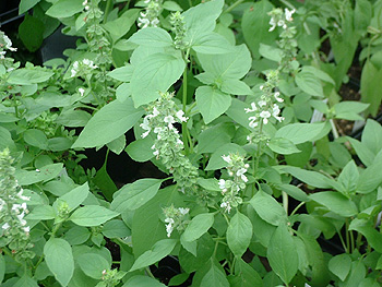 lemonbasillarge.jpg