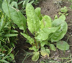 250px-rumex_acetosa_cultivar_01.jpg