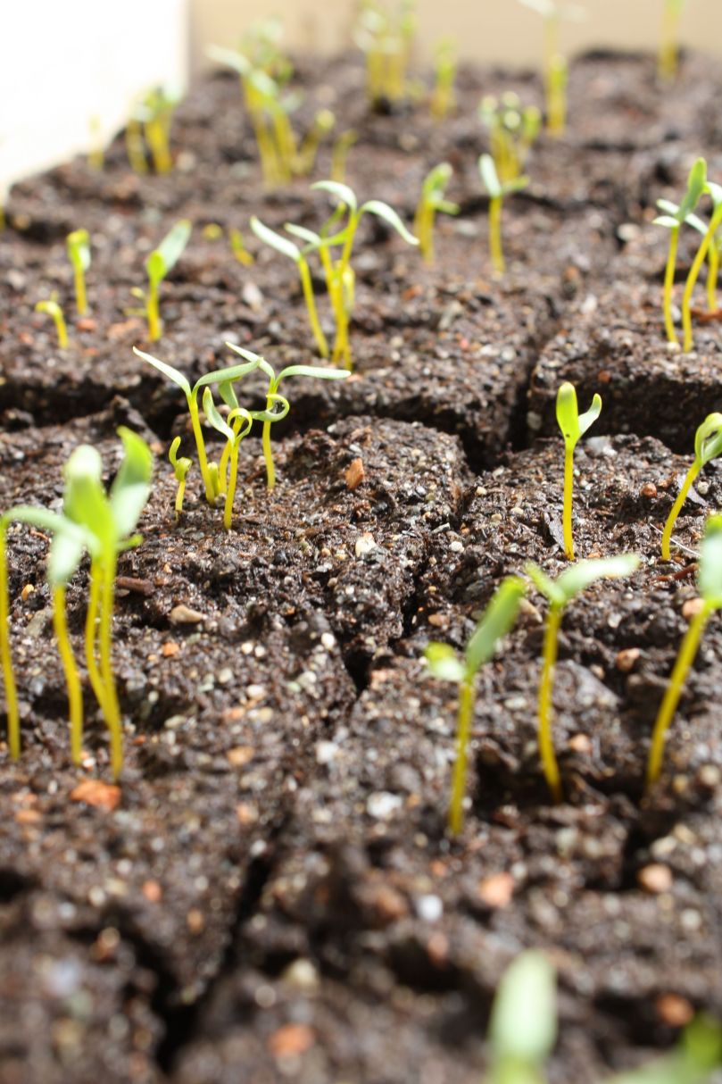 beetsprout.jpg