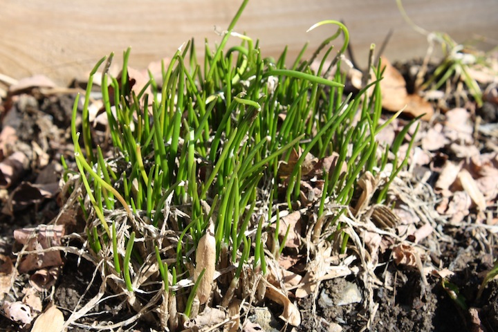 chives1.jpg