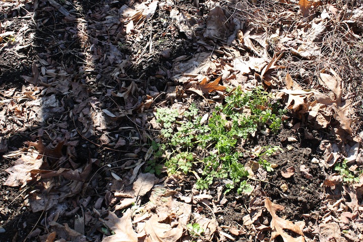 chervil.jpg