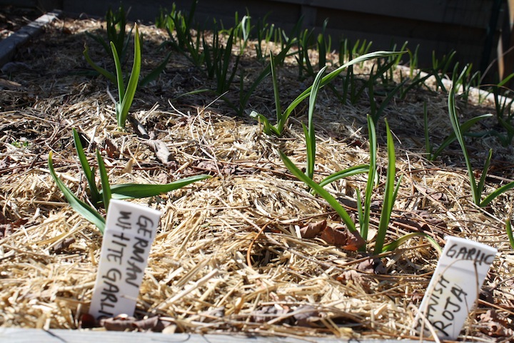 garlic.jpg