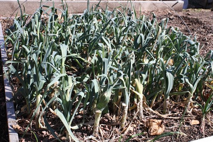 leeks.jpg