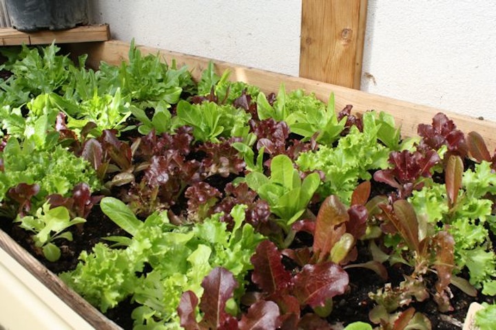 lettucegh.jpg