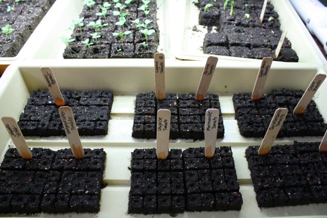 soilblocks.jpg