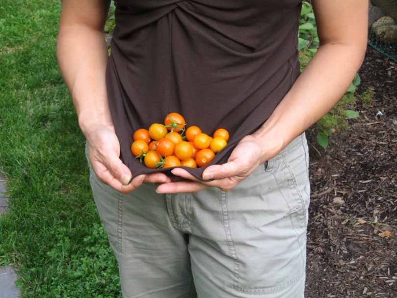 first sungolds.jpg