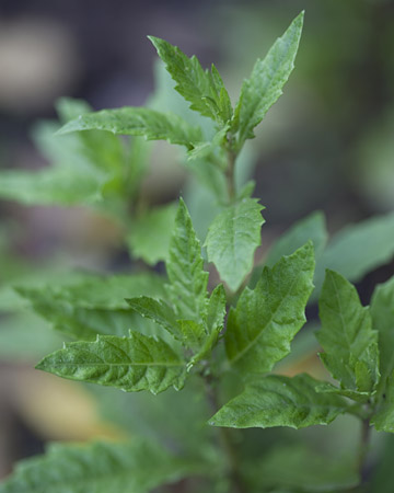 epazote_mexican_tea_0278_xl.jpg