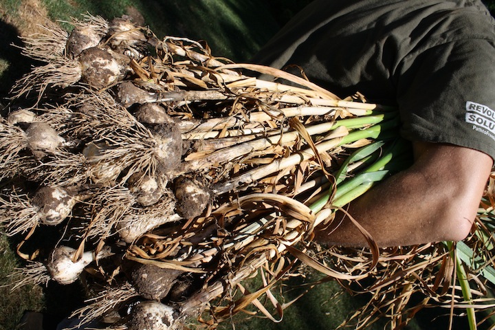 garlic2010.jpg