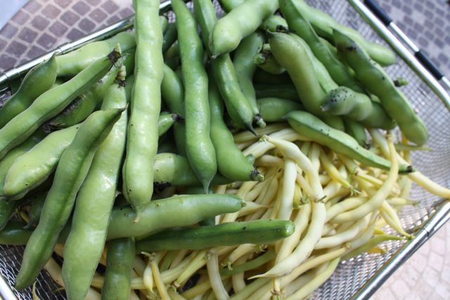 Fava Beans and Yellow Wax Beans sum2.jpg