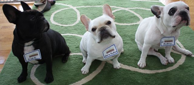 sumdogs.jpg