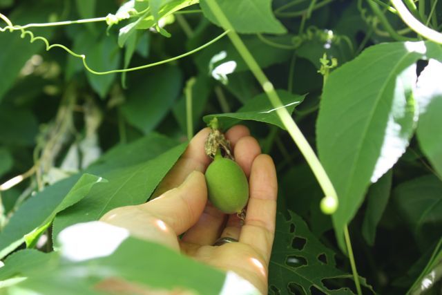 Passionfruit sumpassionfr.jpg