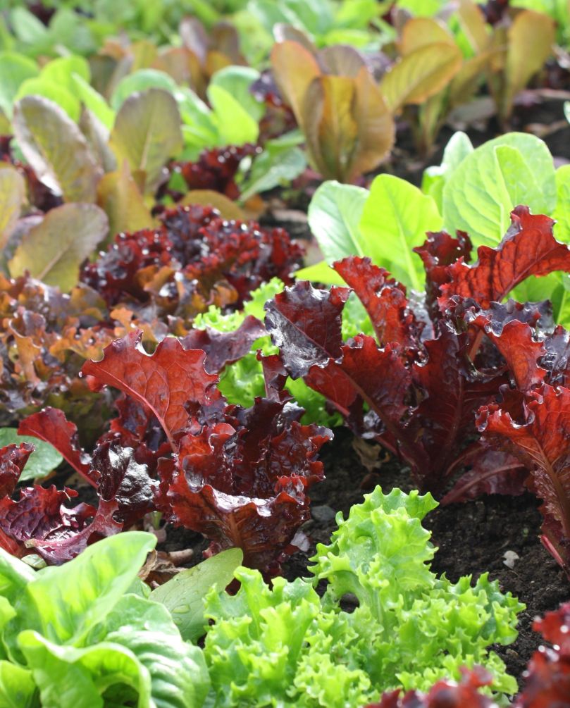 lettuce.jpg lettuce.jpg