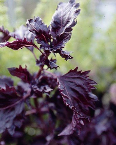 Purple Ruffles Basil purple_ruffles_basil.jpg
