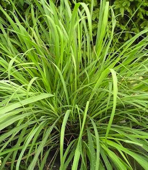 lemongrassplant.jpg