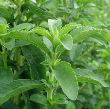 stevia6.jpg