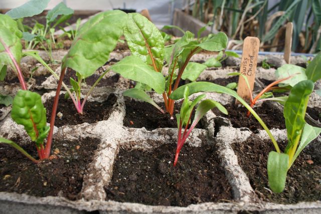 chard.jpg