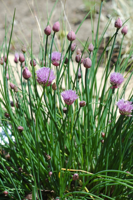 chives.jpg